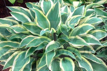 Хоста гибридная Волверайн Hosta hybrid Wolverine