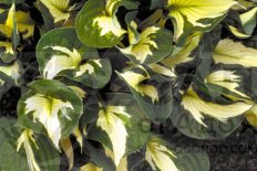 Хоста Вирлвинд Hosta Whirlwind
