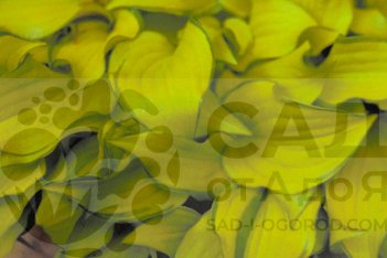 Хоста Крекер Крамбс Hosta hybrid Cracker Crumbs