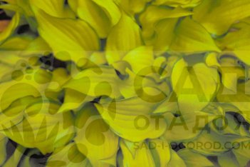 Хоста Крекер Крамбс Hosta hybrid Cracker Crumbs