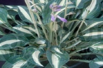 Хоста Литл Треже Hosta hybride Little Treasure