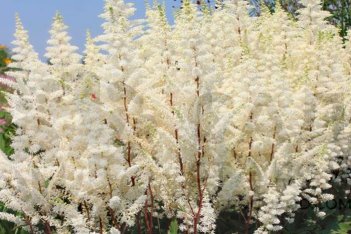 Астильба Арендса Хэппи Спирит Astilbe arendsii Happy Spirit