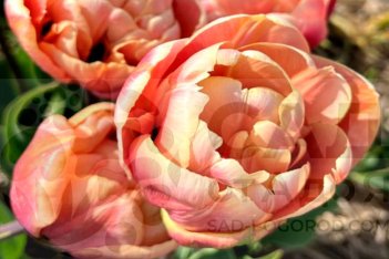 Тюльпан пионовидный Ла Бель Эпок махровый поздний La Belle Epoque