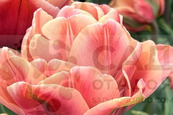 Тюльпан пионовидный Ла Бель Эпок махровый поздний tulipa La Belle Epoque