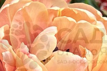 Тюльпан пионовидный Ла Бель Эпок махровый поздний La Belle Epoque