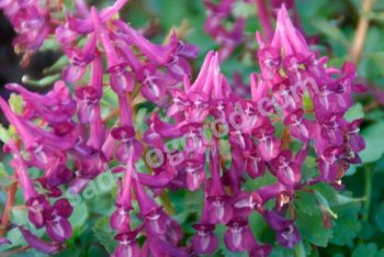 Советы по выращиванию хохлатки