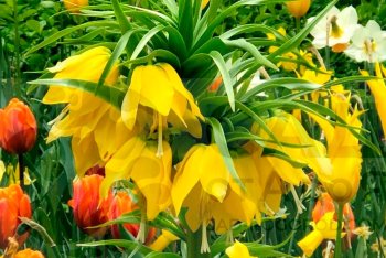 Советы по выращиванию рябчика