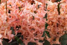 Гиацинт восточный Джипси Квин Hyacinthus orientalis Gypsy Queen