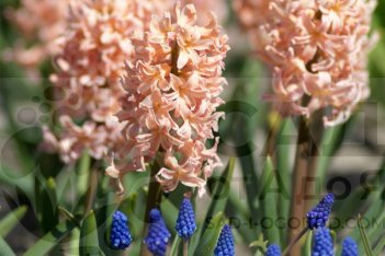 Гиацинт восточный Джипси Квин Hyacinthus orientalis Gypsy Queen