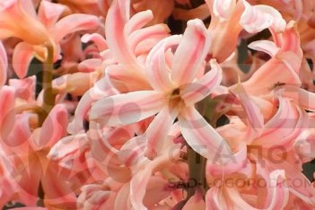 Гиацинт восточный Джипси Квин Hyacinthus orientalis Gypsy Queen
