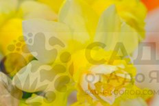 Нарцисс Милена Narcissus Milena