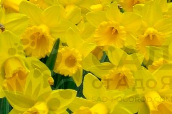 Нарцисс Марике Narcissus Marieke