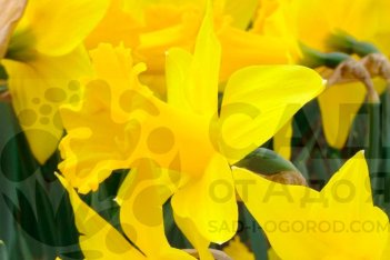 Нарцисс Марике Narcissus Marieke