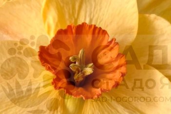 Нарцисс Пампкин Спайс Narcissus Pumpkin Spice