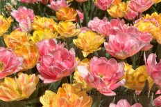 Клумба Colorful Foxtrot