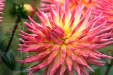 Георгина Карма Сангрия Dahlia cactus Karma Sangria