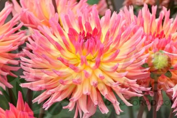 Георгина Карма Сангрия Dahlia cactus Karma Sangria