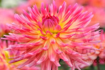 Георгина Карма Сангрия Dahlia cactus Karma Sangria