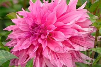 Георгина Кафе о Лэ розэ Dahlia Café Au Lait rosé