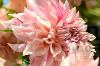 Георгина Кафе о Лэ розэ Dahlia Café Au Lait rosé