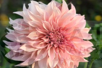 Георгина Кафе о Лэ розэ Dahlia Café Au Lait rosé