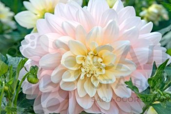 Георгина Силвер Йерс Dahlia Silver Years