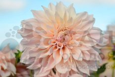 Георгина Кафе О Лэ Dahlia Café Au Lait