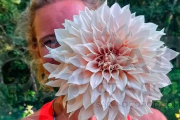 Dahlia Café Au Lait