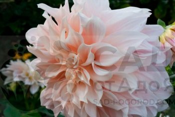 Георгина Кафе О Лэ Dahlia Café Au Lait