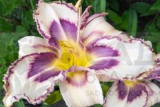 Лилейник Дестинд Ту Си Hemerocallis hybrid Destined To See