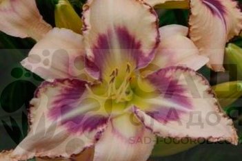 Лилейник Дестинд Ту Си Hemerocallis hybrid Destined To See