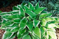 Хоста гибридная Антиох Hosta Antioch