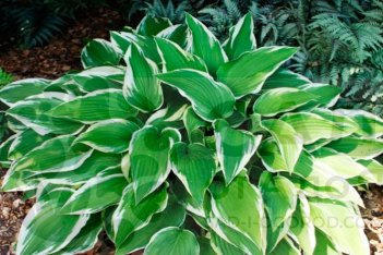 Хоста гибридная Антиох Hosta Antioch