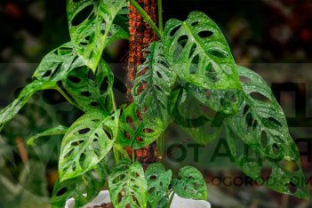 Монстера Адансона (Monstera adansonii)