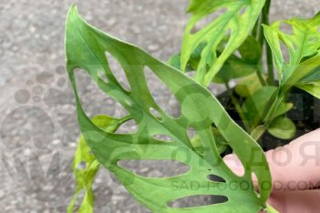 Монстера Адансона (Monstera adansonii)
