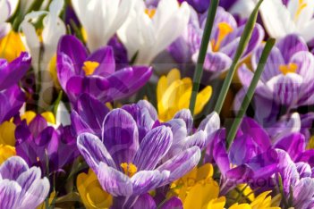 25 горшечных крокусов в корзине