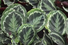 Калатея Медальон Calathea Medaillon