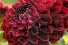 Георгина Арабиан Найт Dahlia Arabian Night