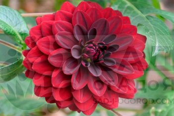 Георгина Арабиан Найт Dahlia Arabian Night