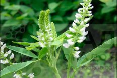 Донник белый Иней