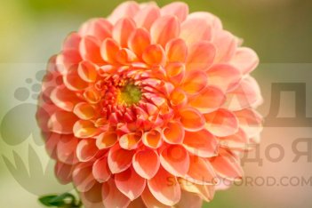 Георгина Джоуи Никки Dahlia Jowey Nicky 