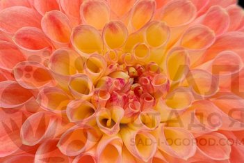 Георгина Джоуи Никки Dahlia Jowey Nicky 