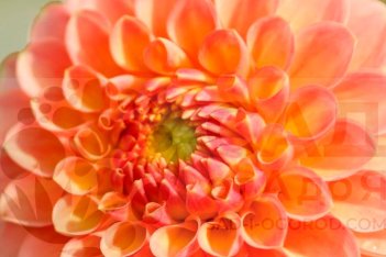 Георгина Джоуи Никки Dahlia Jowey Nicky 