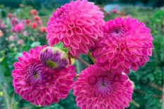 Георгина шаровидная Джоуи Нина Dahlia Jowey Nina