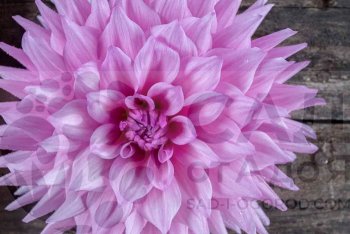 Как посадить георгины?