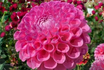 24 сорта георгин, которые обеспечат вечное лето в вашем саду.