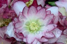 Морозник Мазе оф зе Брайд Helleborus Mother of the Bride