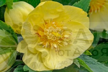Морозник Калифорниа Дриминг Helleborus California Dreaming