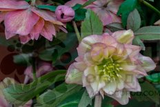 Морозник Айвори Принц Helleborus 'Ivory Prince' ('Walhelivor' PP16199)