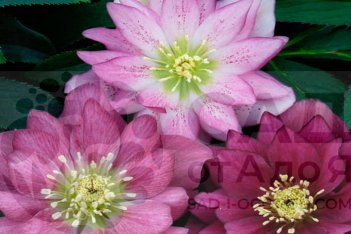Helleborus Ballerina Ruffles